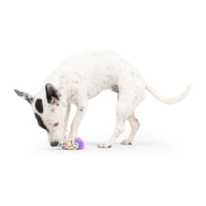 Dog with Tiny Tuff Polka Dot Party Hat on a white background.